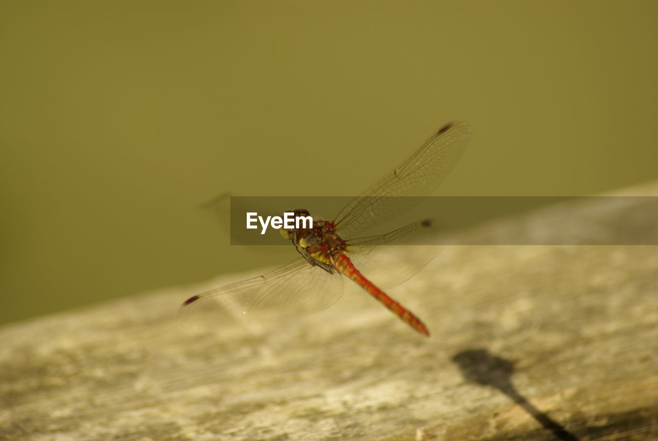 DRAGONFLY ON ROCK