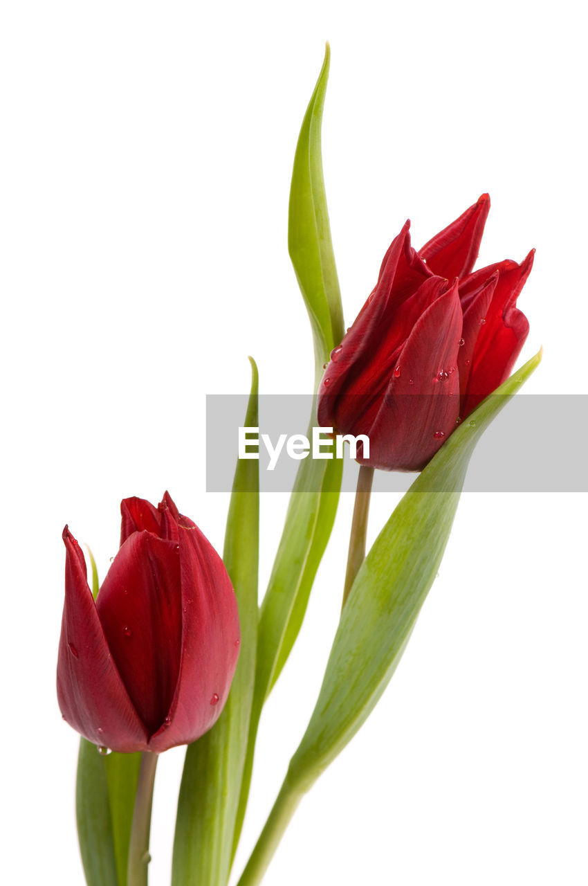 CLOSE-UP OF RED FLOWER