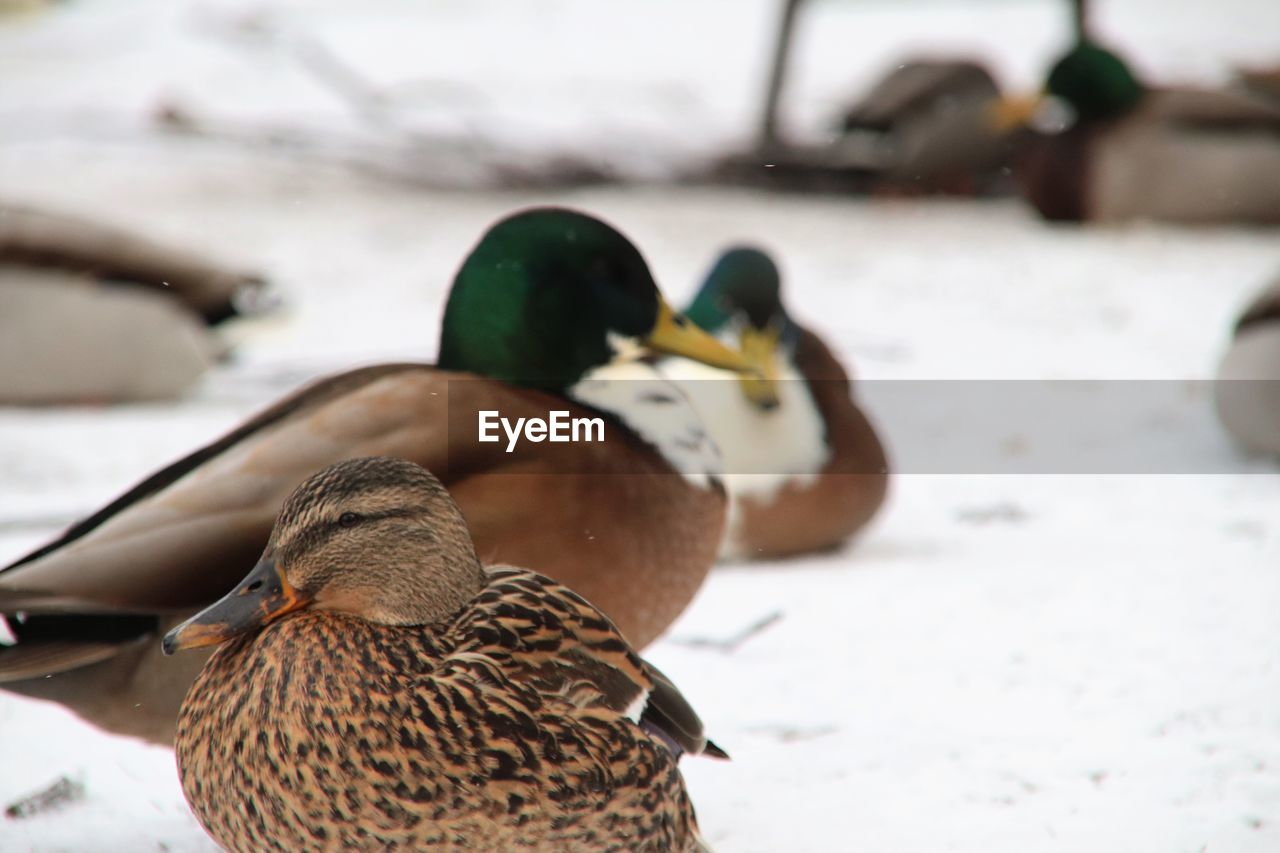 Close-up of mallard duck