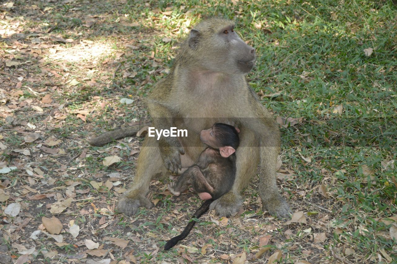 High angle view of monkey with infant on field