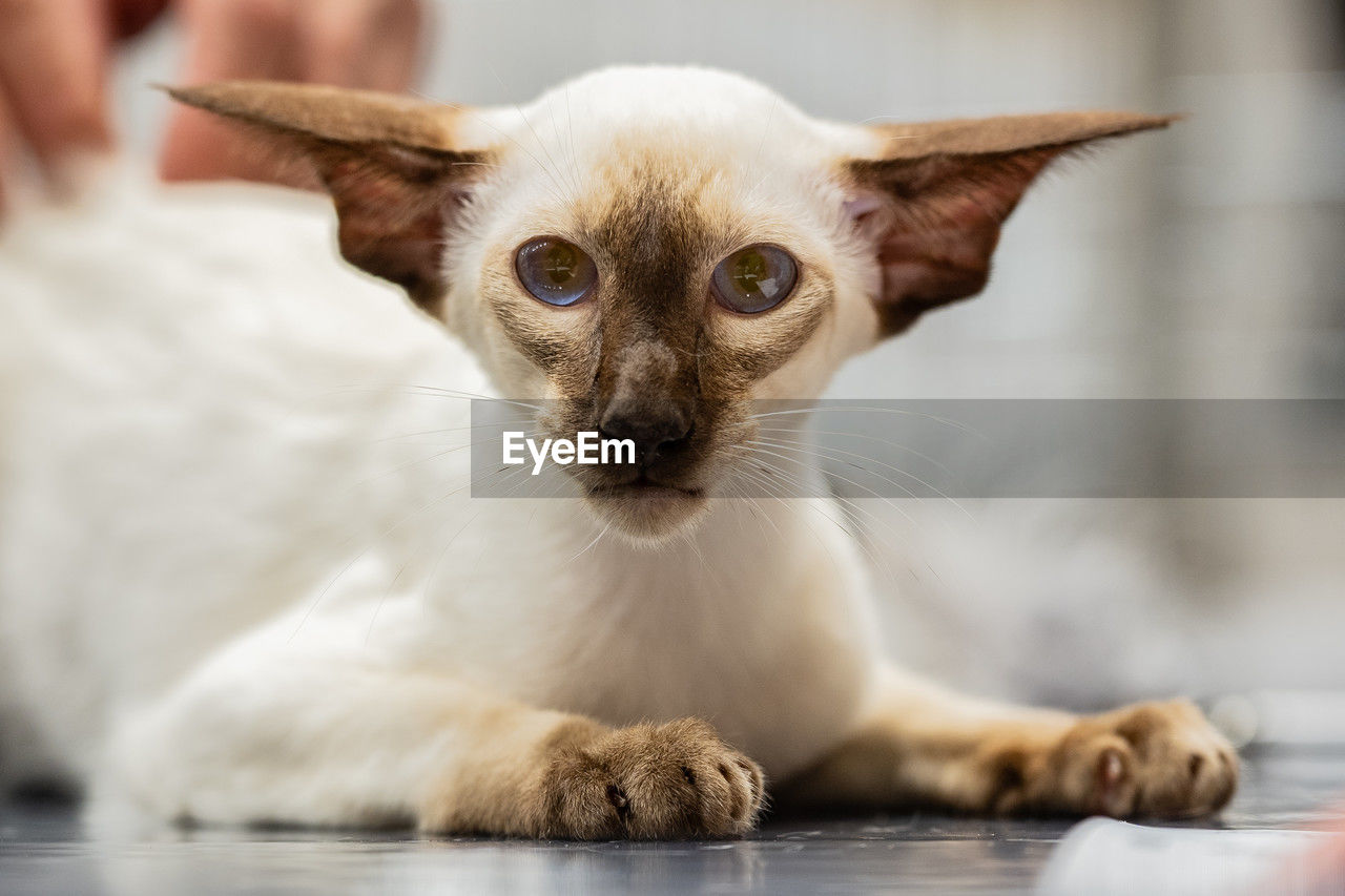 cat, animal themes, pet, mammal, animal, one animal, domestic animals, whiskers, felidae, tonkinese, small to medium-sized cats, portrait, domestic cat, looking at camera, feline, cute, young animal, indoors, animal body part, close-up, lap dog, fun, eye, lying down, humor, kitten, siamese, front view, relaxation, thai, paw, no people