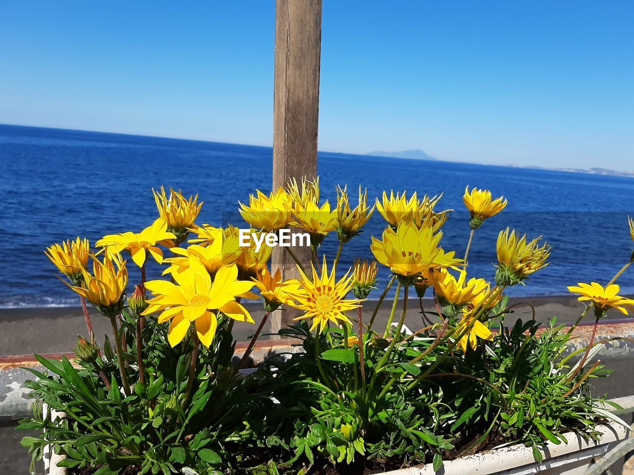 YELLOW FLOWERING PLANT BY SEA AGAINST SKY