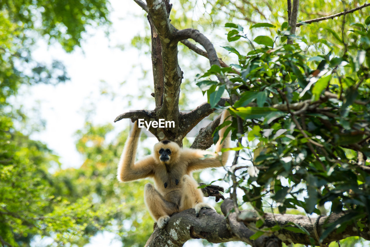 Low angle view of monkey on tree