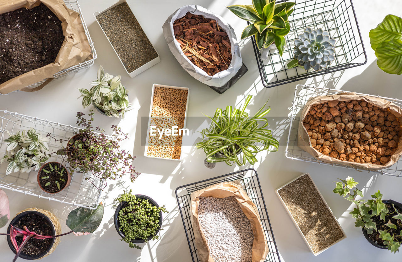 high angle view of potted plant