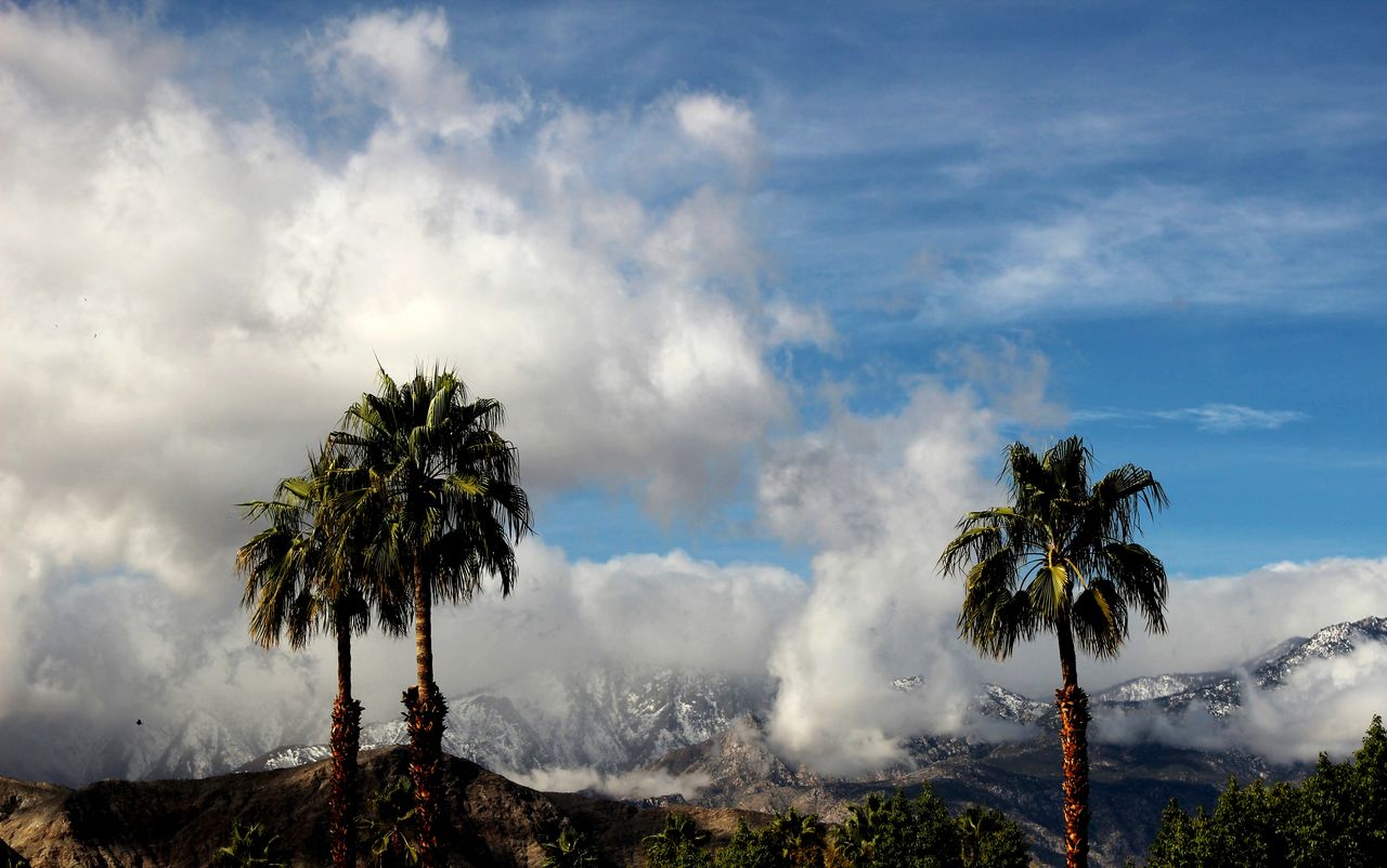 Low angle view of palm trees against sky