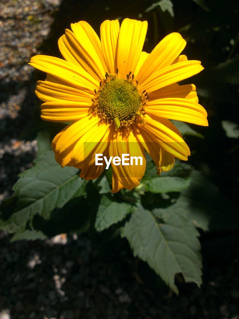 CLOSE-UP OF YELLOW FLOWERS BLOOMING