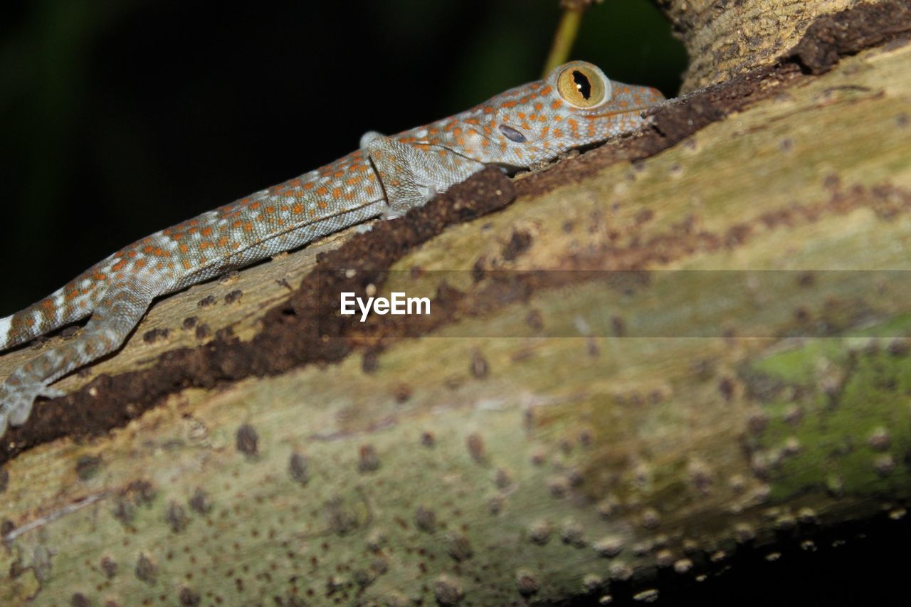 CLOSE-UP OF LIZARD