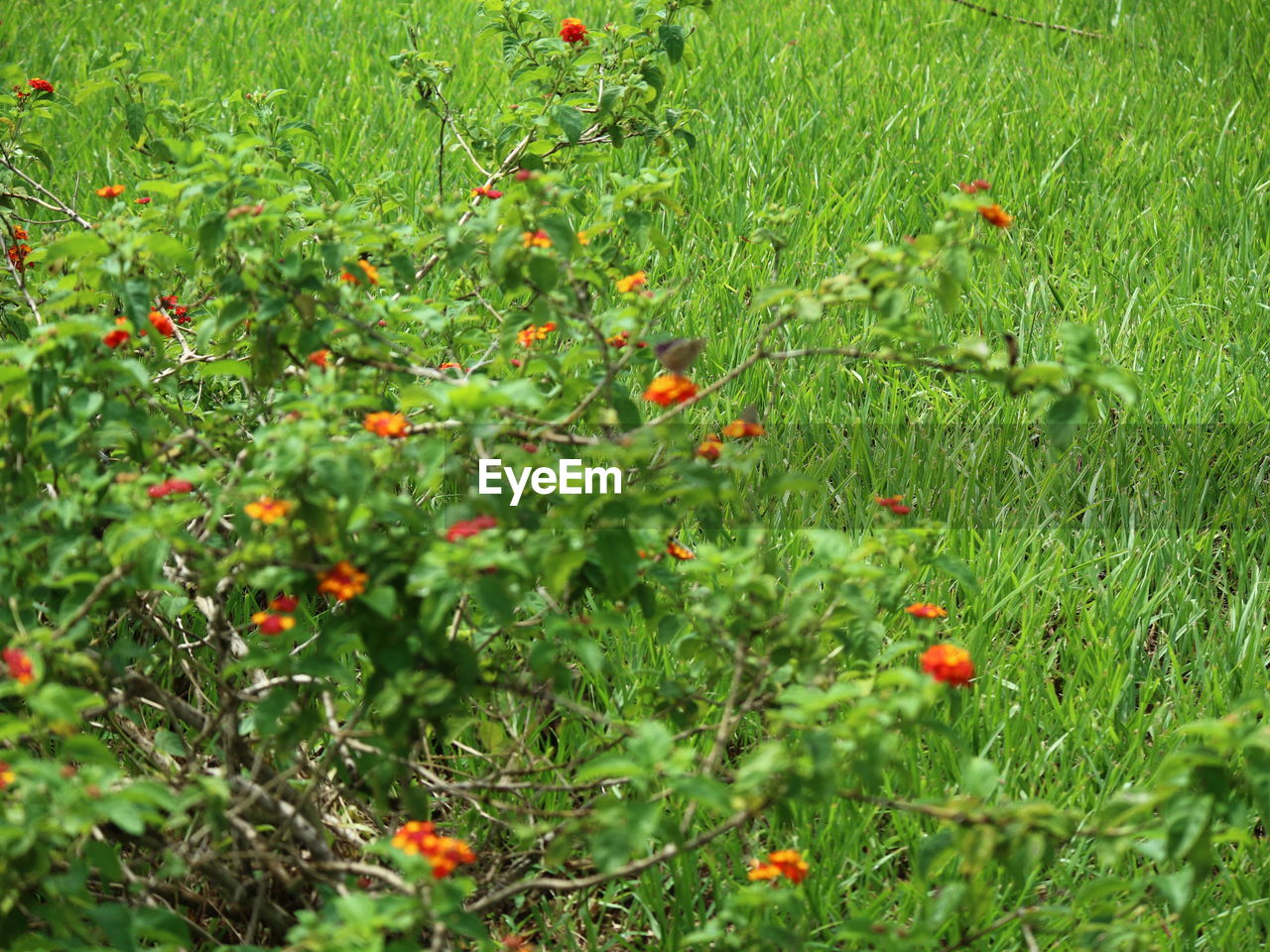 RED POPPIES ON FIELD