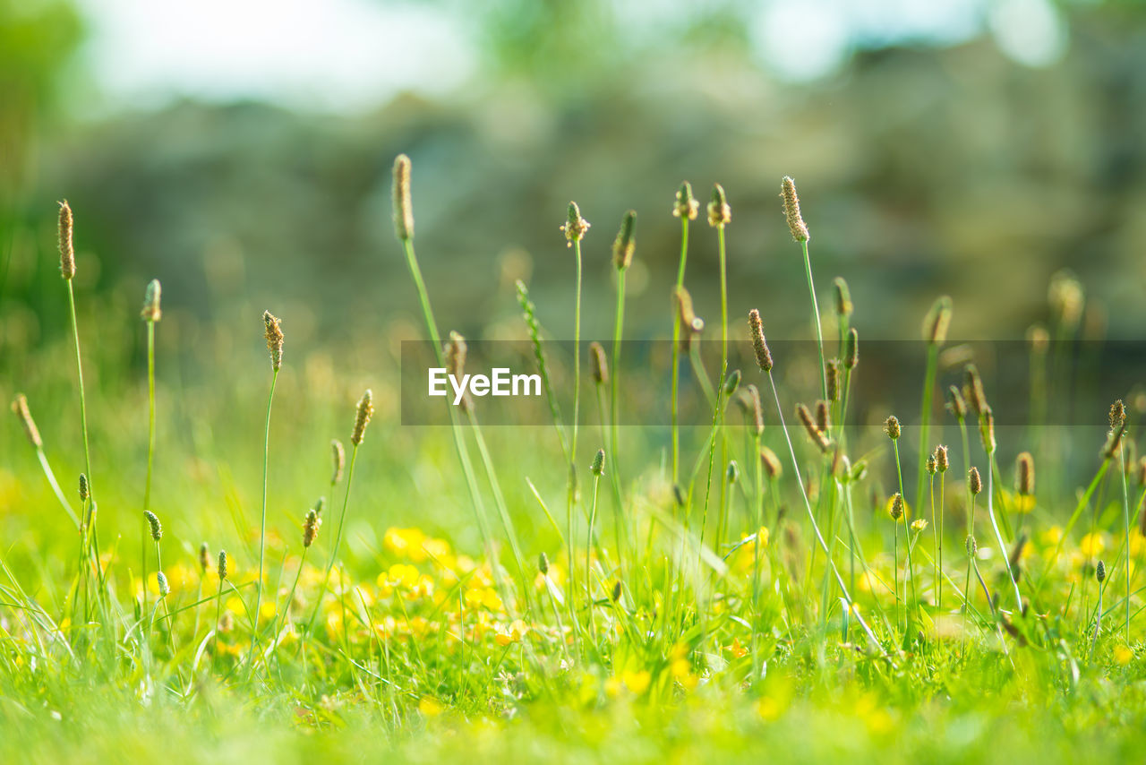 Close-up of grass growing on field