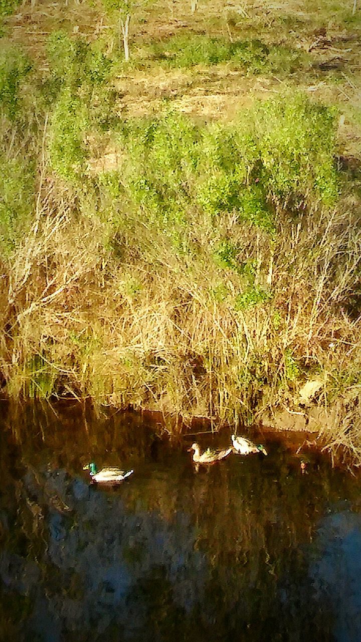 FLOCK OF DUCKS IN WATER