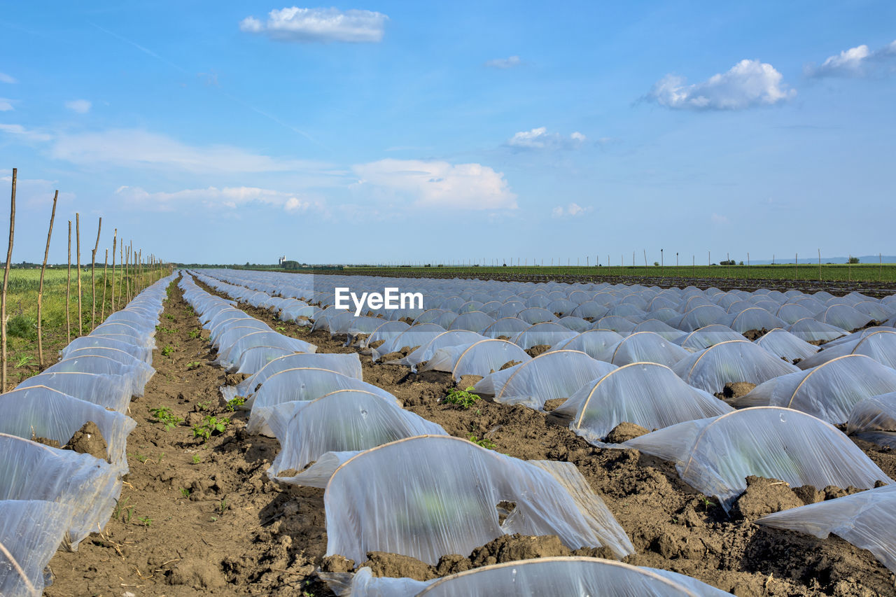 Scenic view of agricultural field against sky