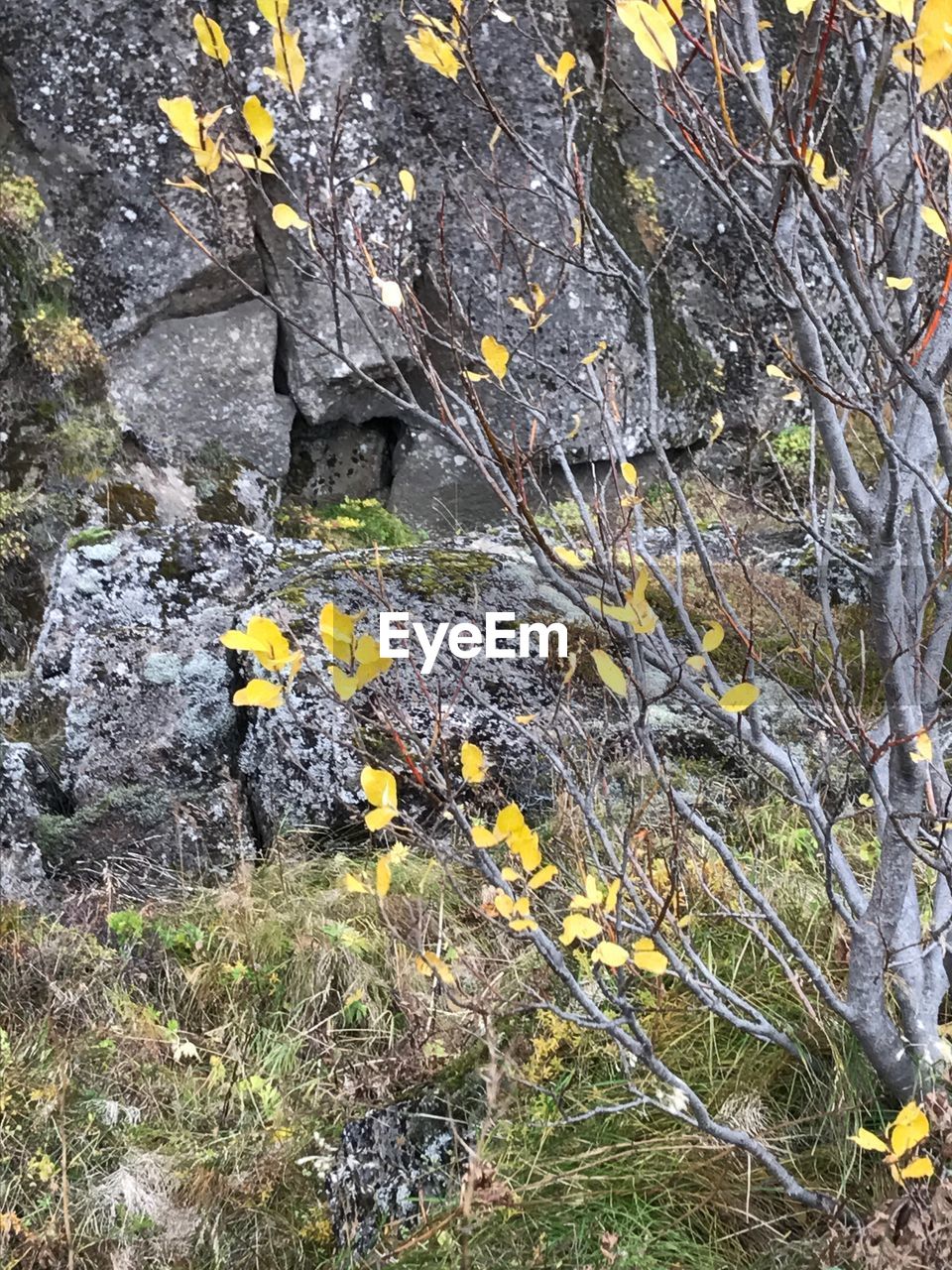 CLOSE-UP OF YELLOW FLOWER GROWING ON ROCK AGAINST TREE