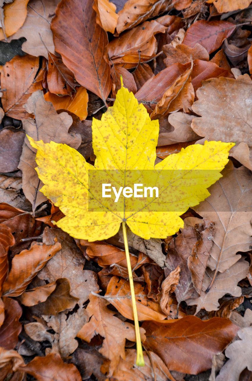 High angle view of yellow maple leaf on field