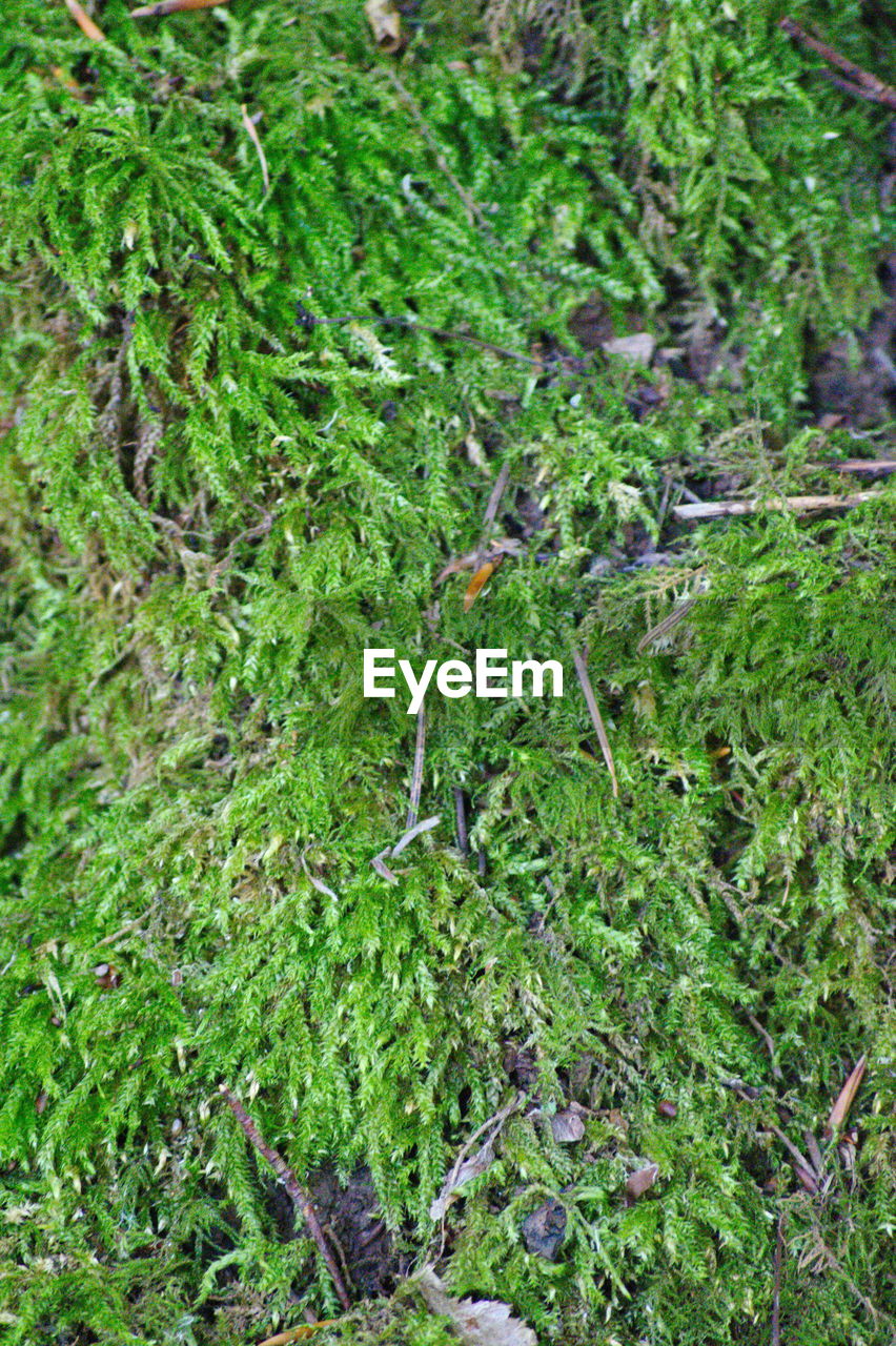 HIGH ANGLE VIEW OF PLANTS GROWING ON LAND