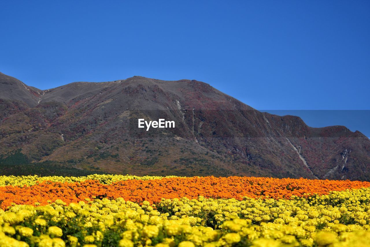 SCENIC VIEW OF YELLOW FLOWERS GROWING ON FIELD AGAINST BLUE SKY