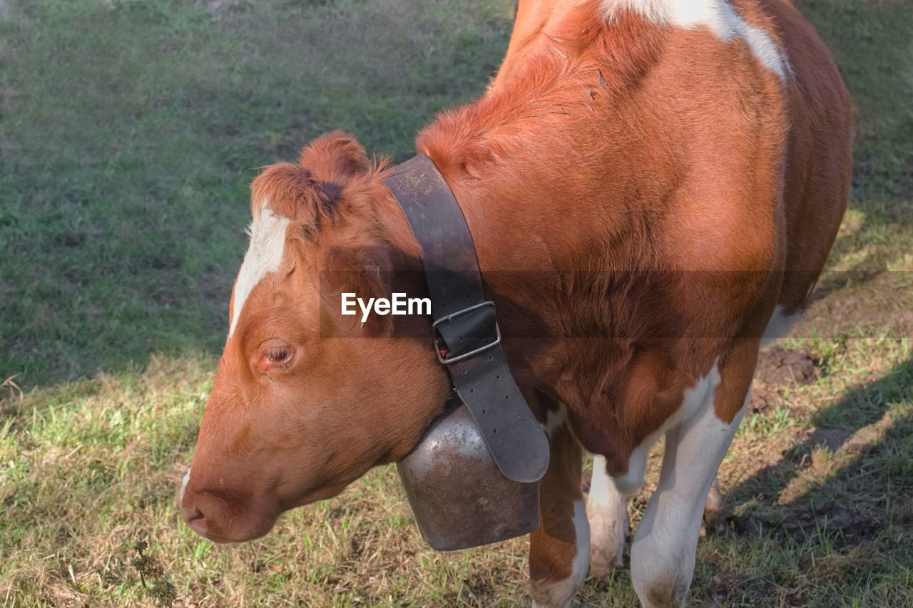 Brown cow with white spots and bell around the neck showing its head in side profile.
