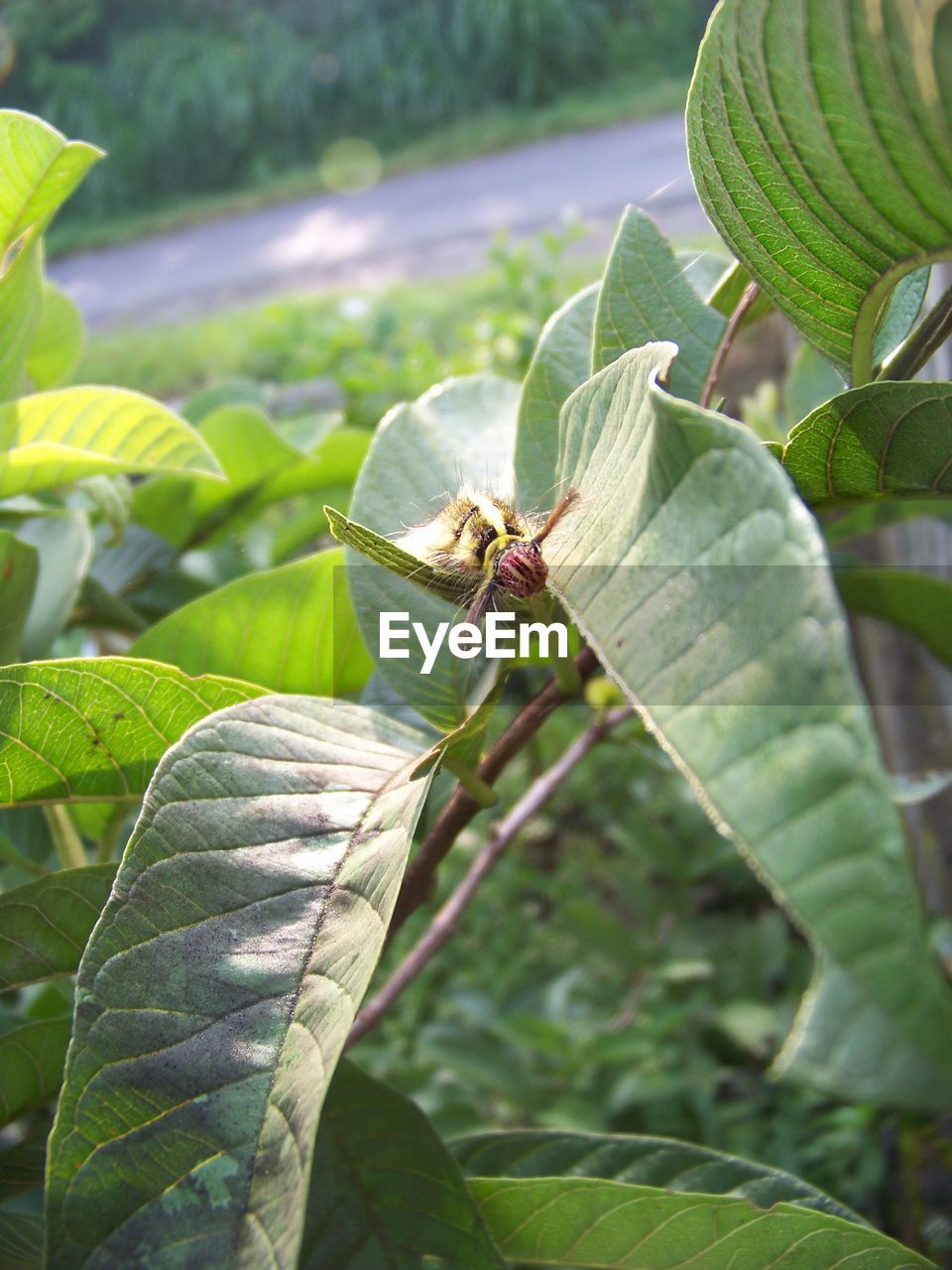 CLOSE-UP OF INSECT ON PLANT LEAF