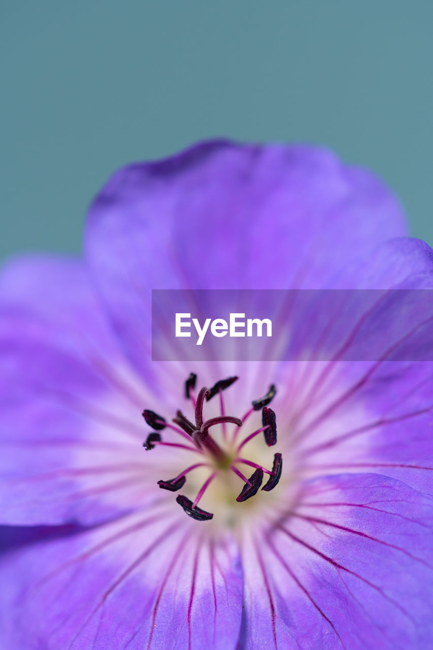Close-up of purple flower against blue background