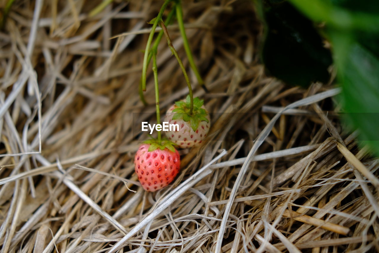 High angle view of strawberry growing on field