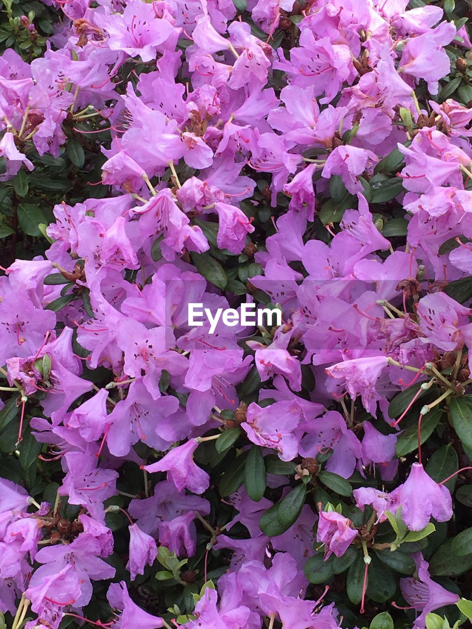 FULL FRAME SHOT OF PINK FLOWERS WITH WATER DROPS