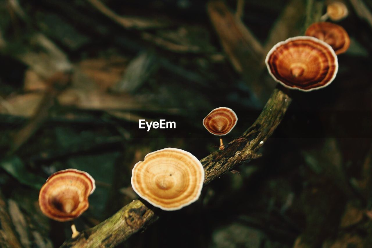 High angle view of mushrooms