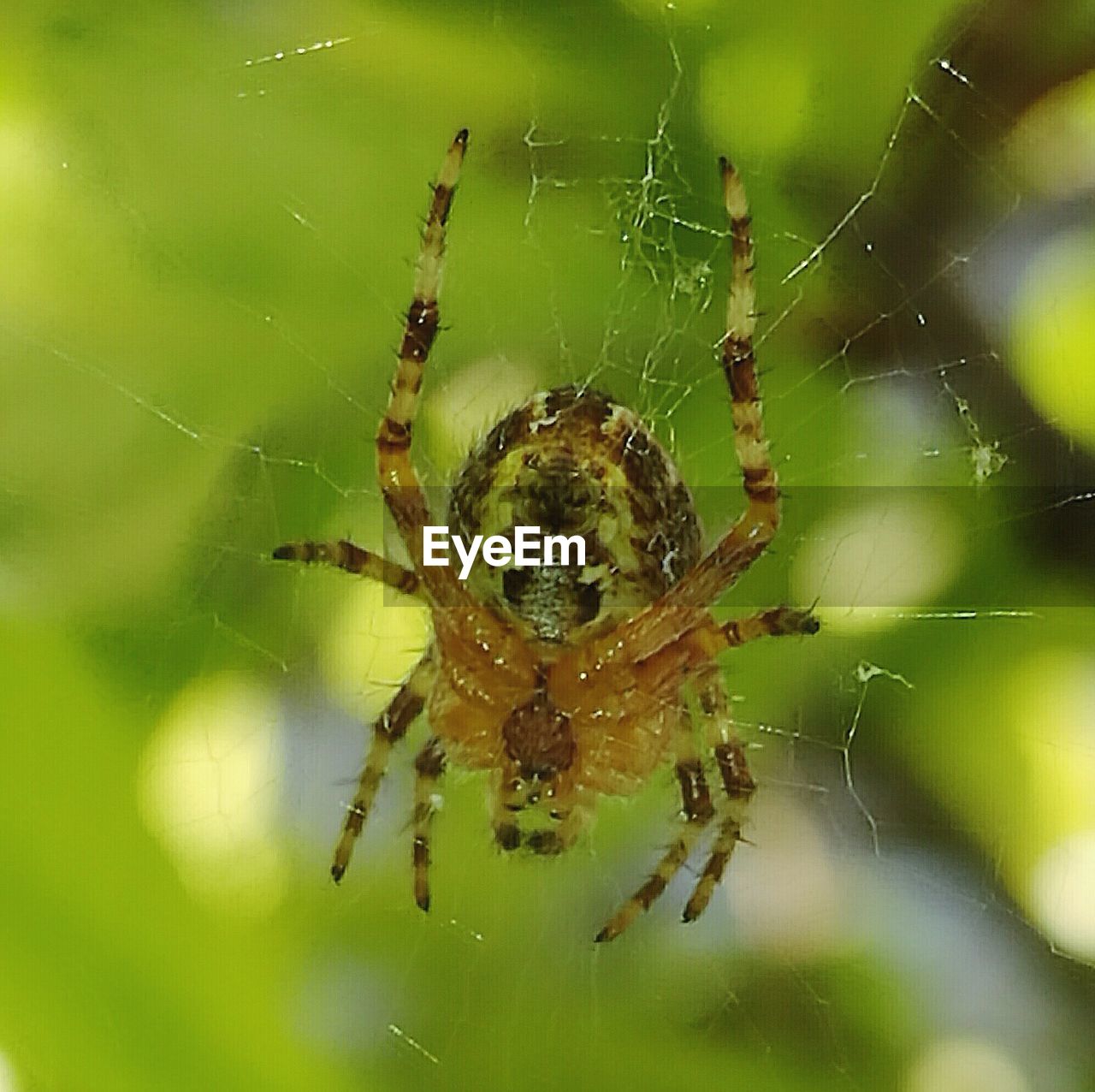 SPIDER ON WEB