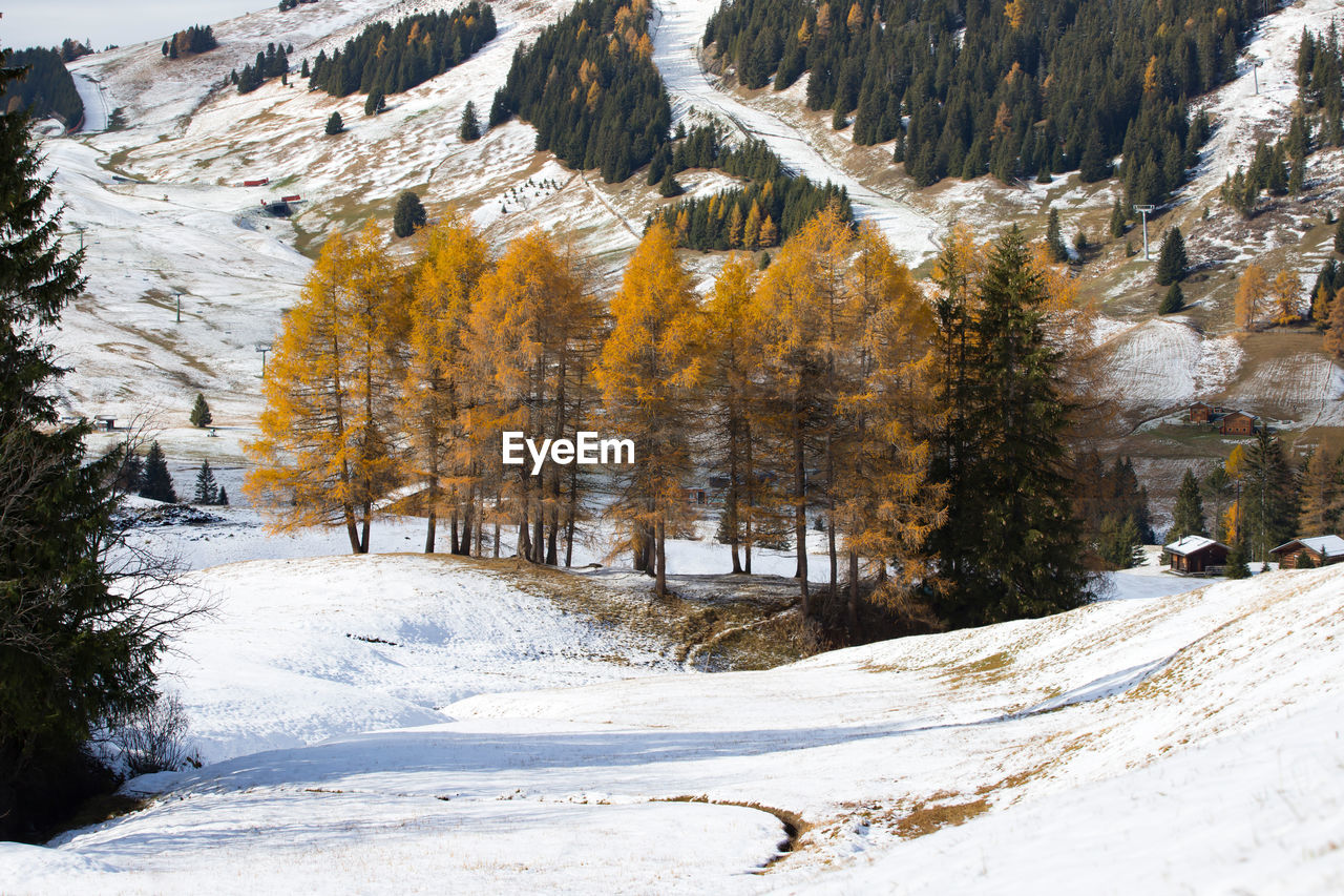 SCENIC VIEW OF SNOW COVERED TREES AND MOUNTAINS