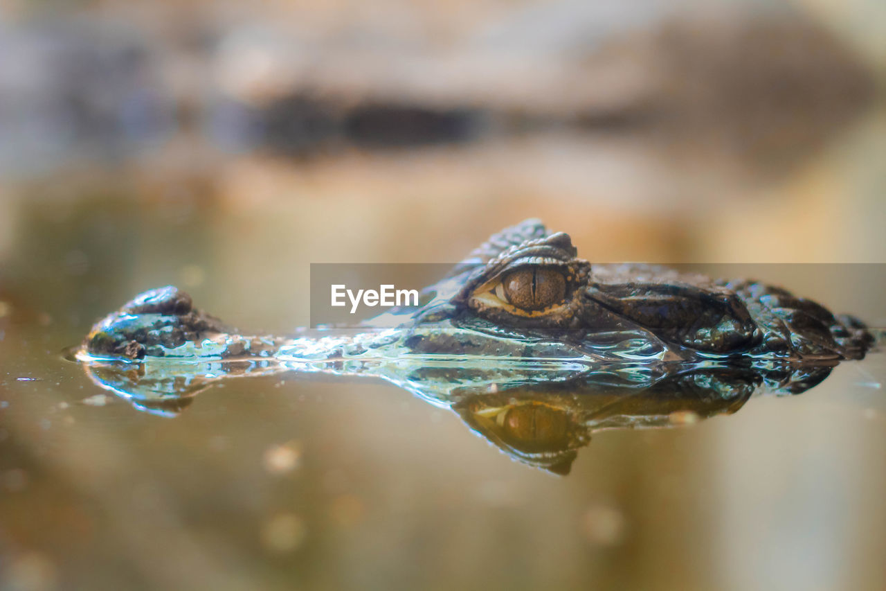 Close-up of insect on water