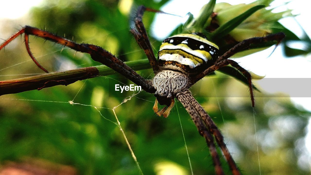 CLOSE-UP OF SPIDER AND WEB