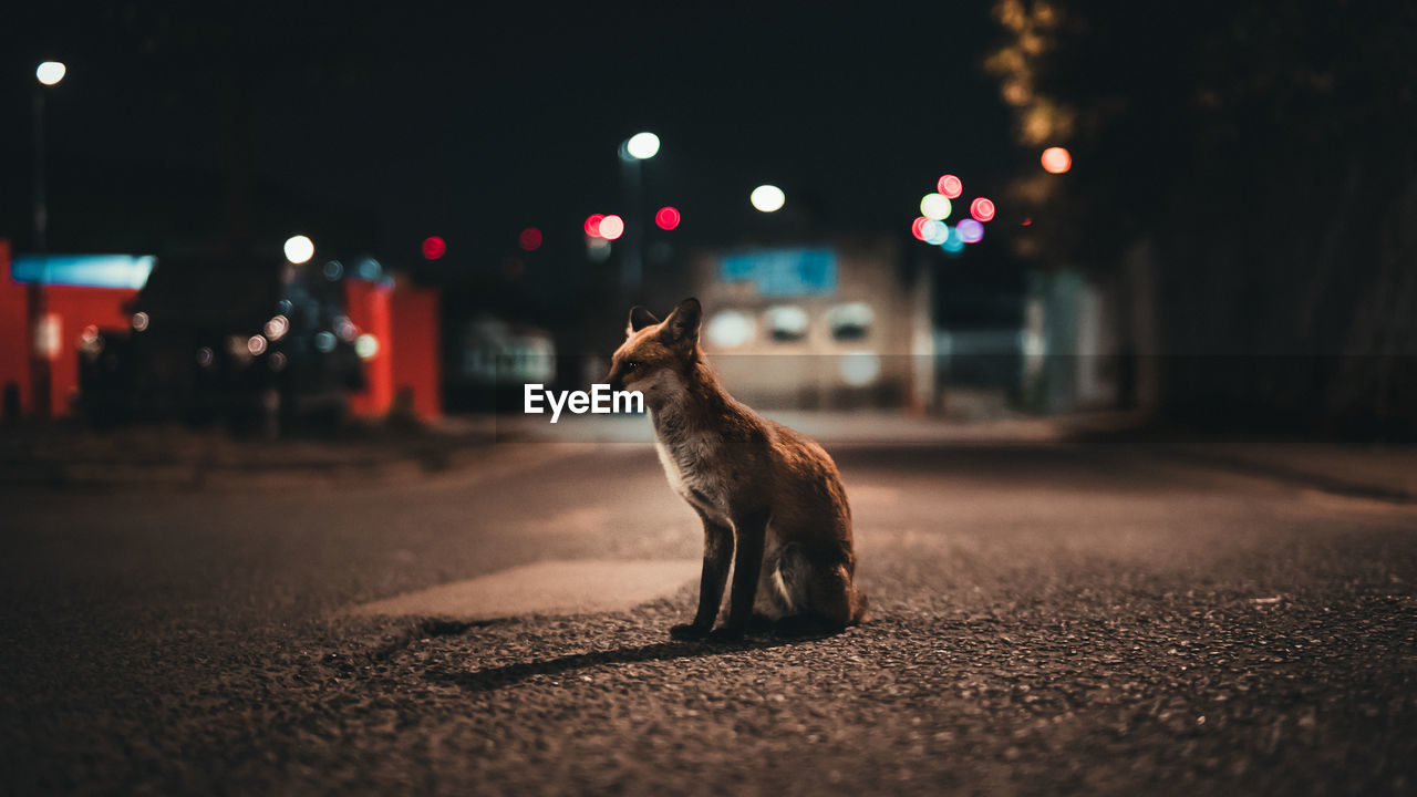 Close-up of fox on street at night