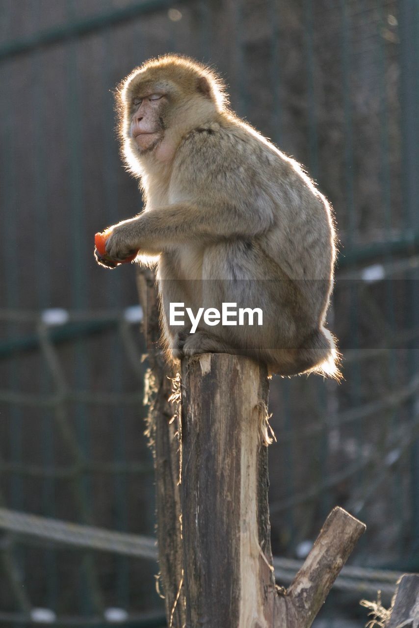 CLOSE-UP OF MONKEY AGAINST TREES