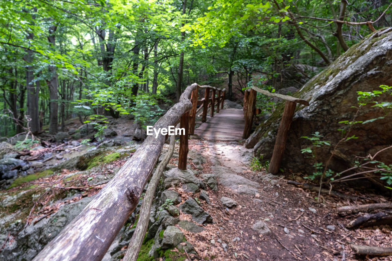 FOOTPATH LEADING TOWARDS FOREST