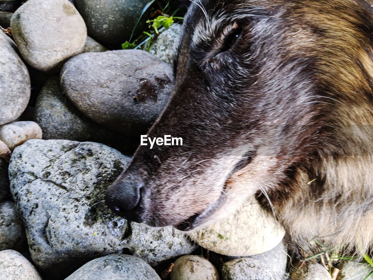 CLOSE-UP OF ANIMAL ON ROCK