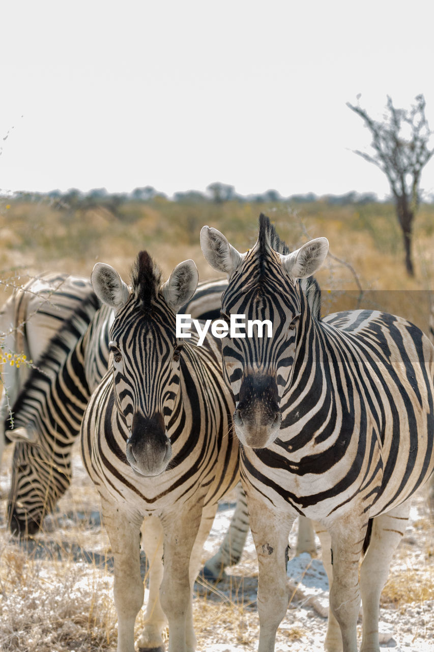 Close-up zebras standing in a field