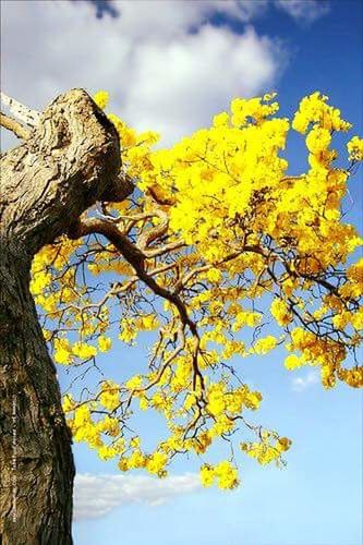 LOW ANGLE VIEW OF TREES AGAINST SKY