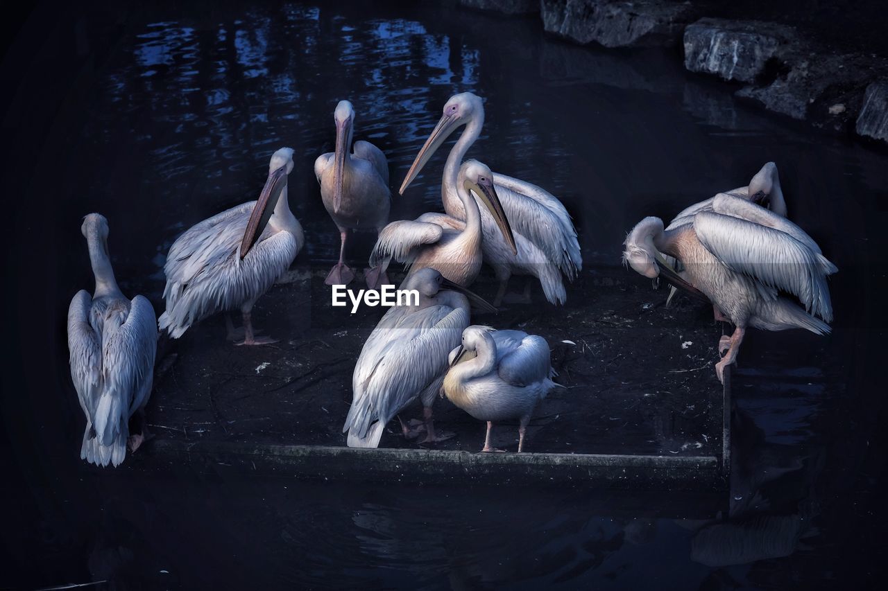 High angle view of birds swimming in lake