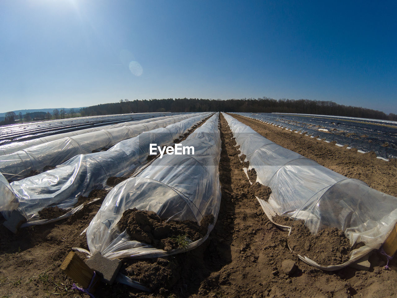 SCENIC VIEW OF AGRICULTURAL FIELD AGAINST BLUE SKY