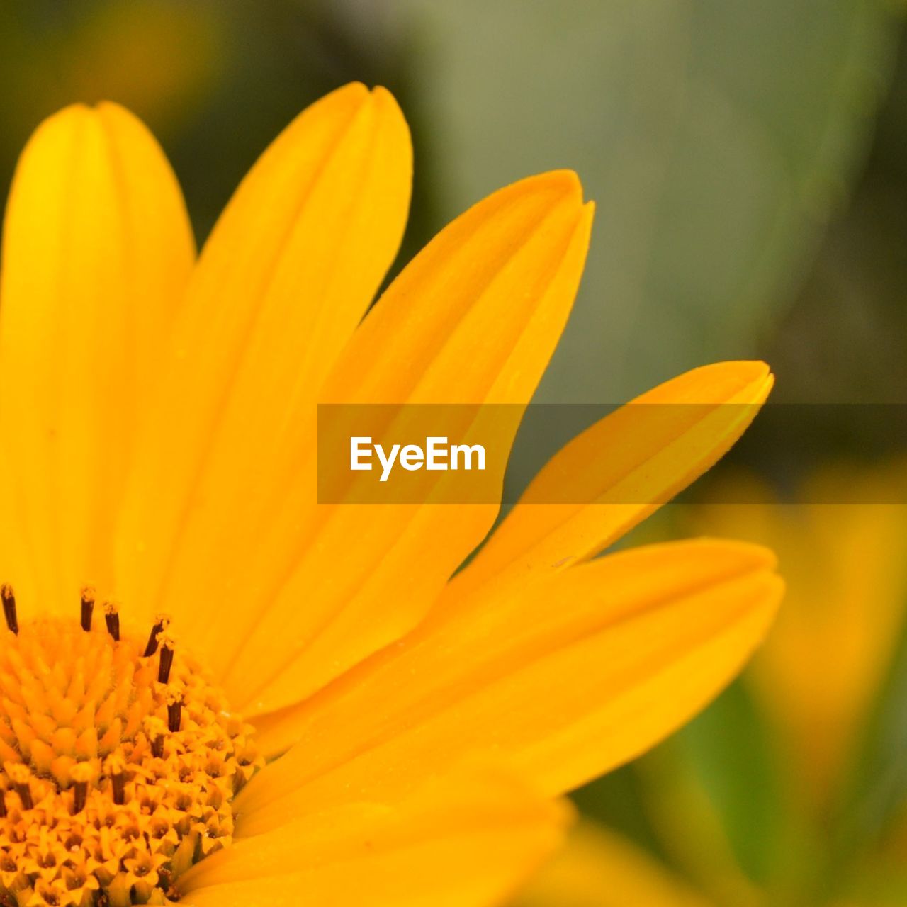 EXTREME CLOSE-UP OF YELLOW FLOWER