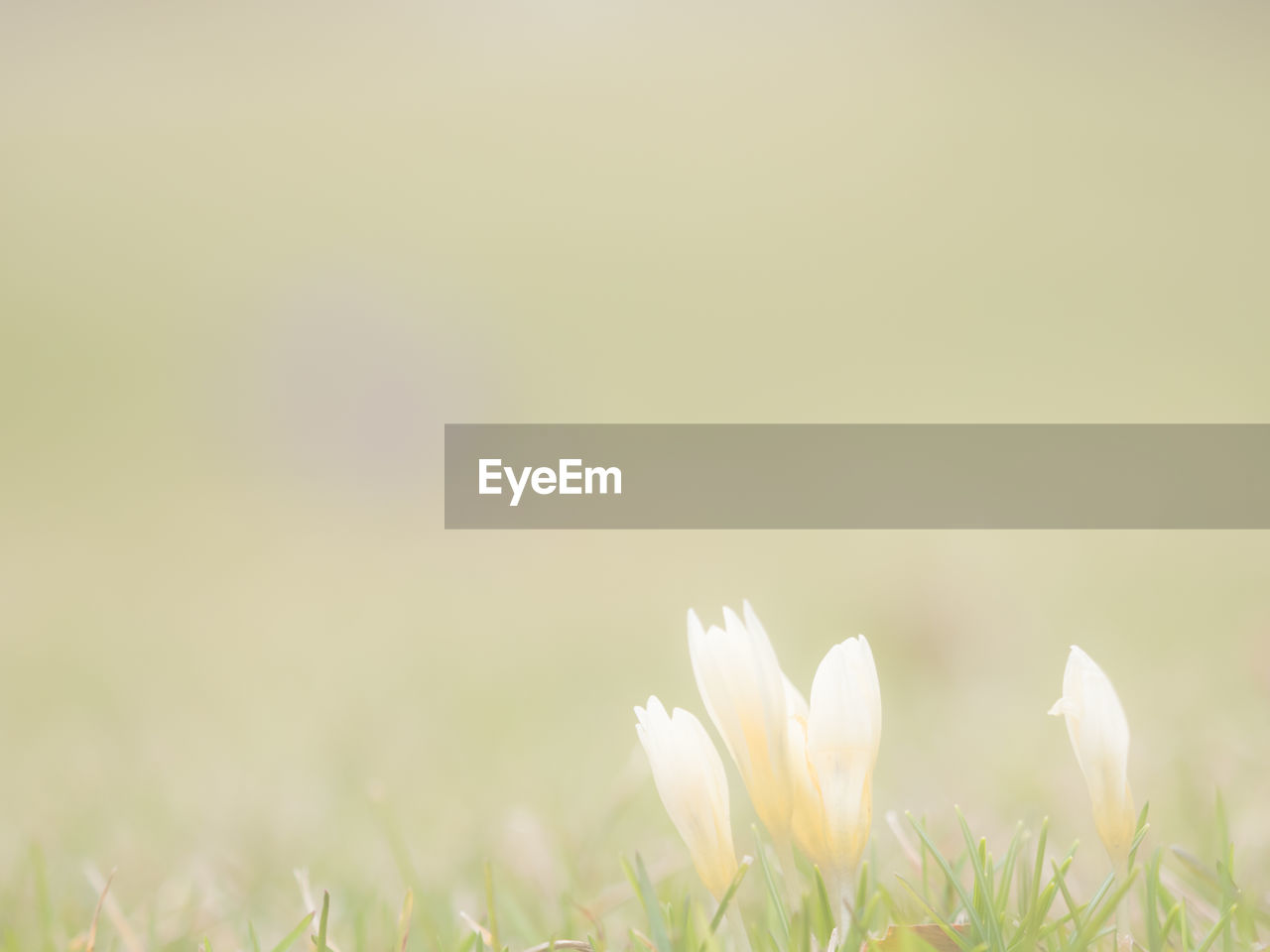 CLOSE-UP OF PLANTS GROWING ON FIELD