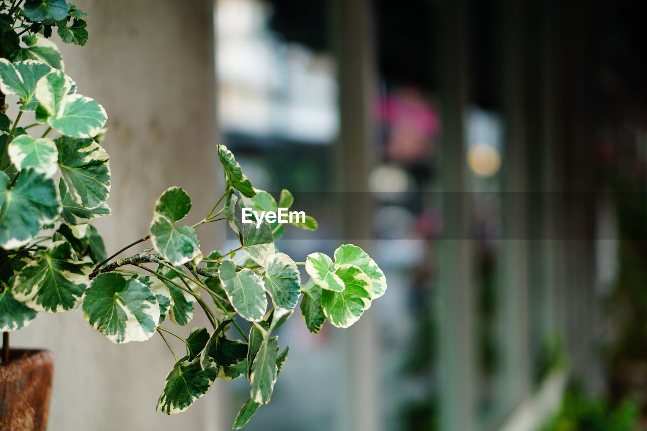 Close-up of potted plant