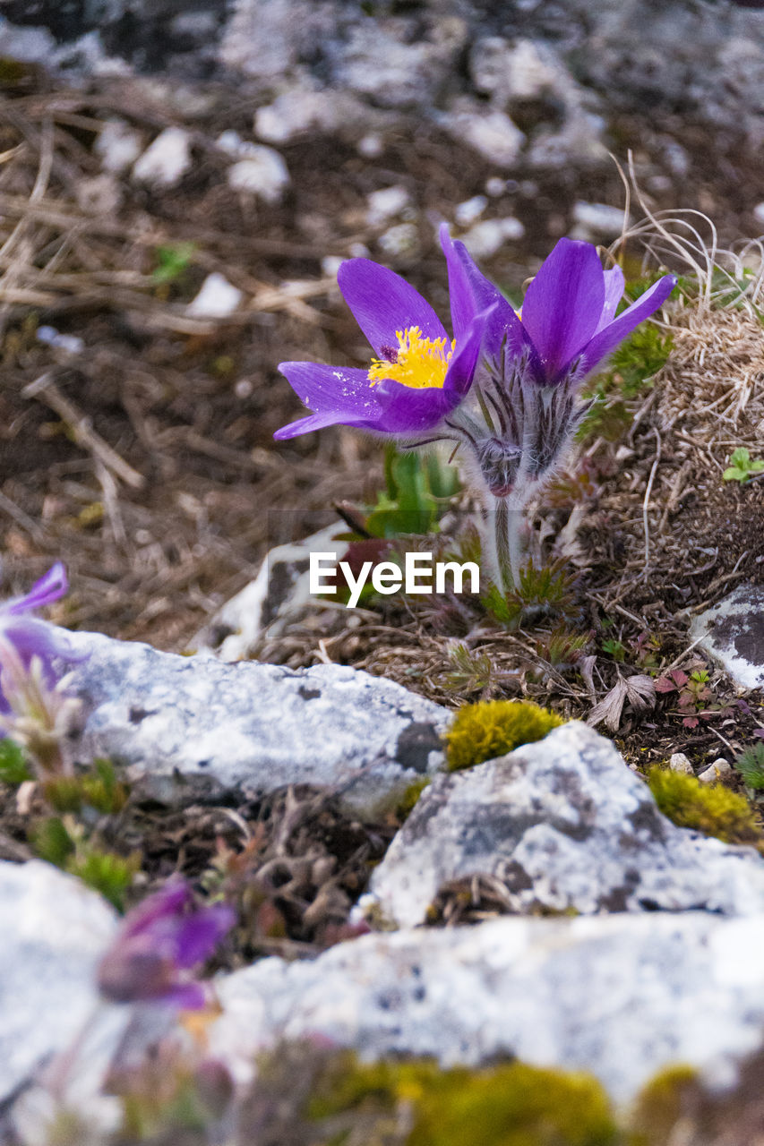 CLOSE-UP OF PURPLE FLOWERS