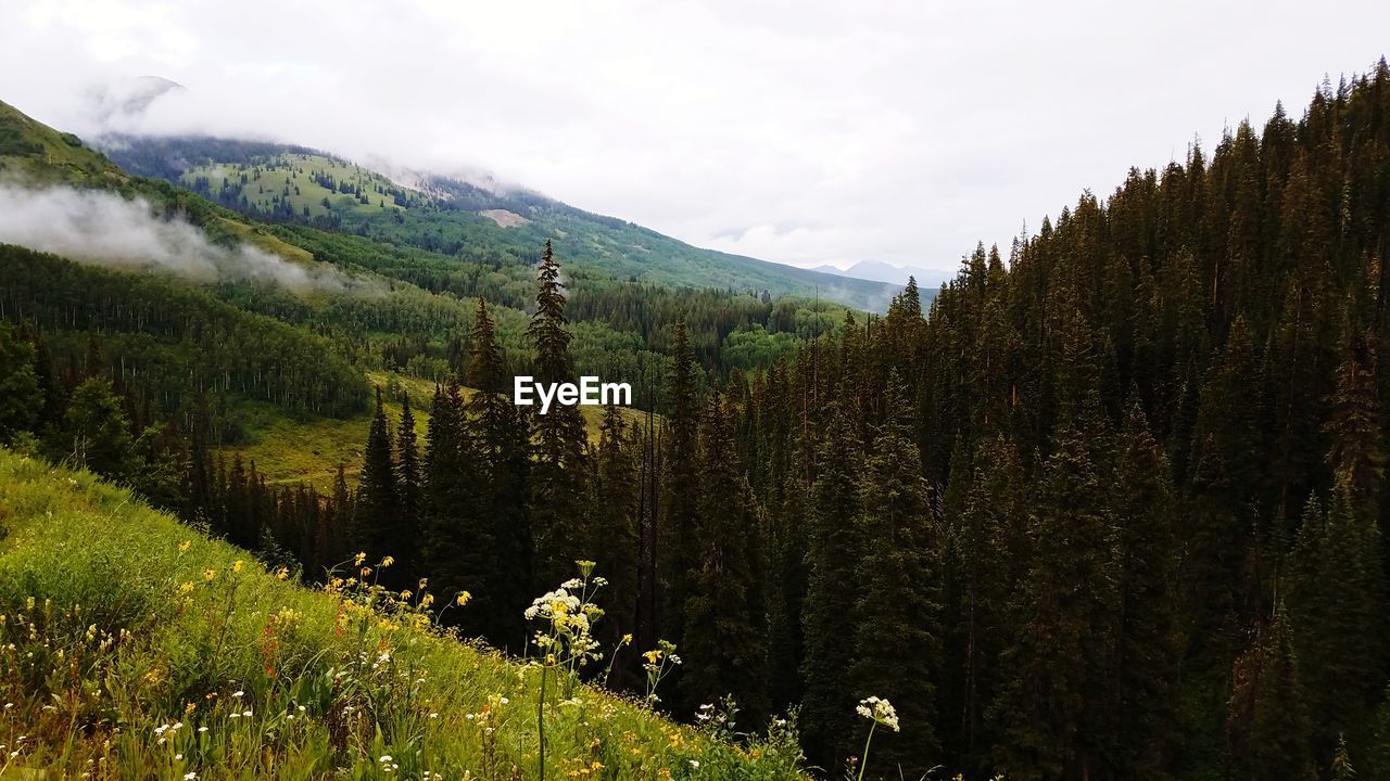 Plants growing on land against sky