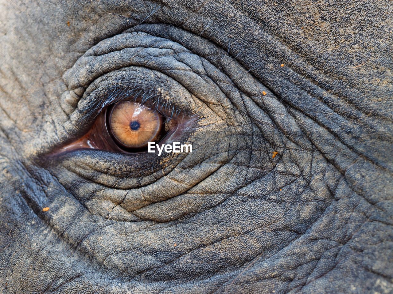 Close-up of elephant eye