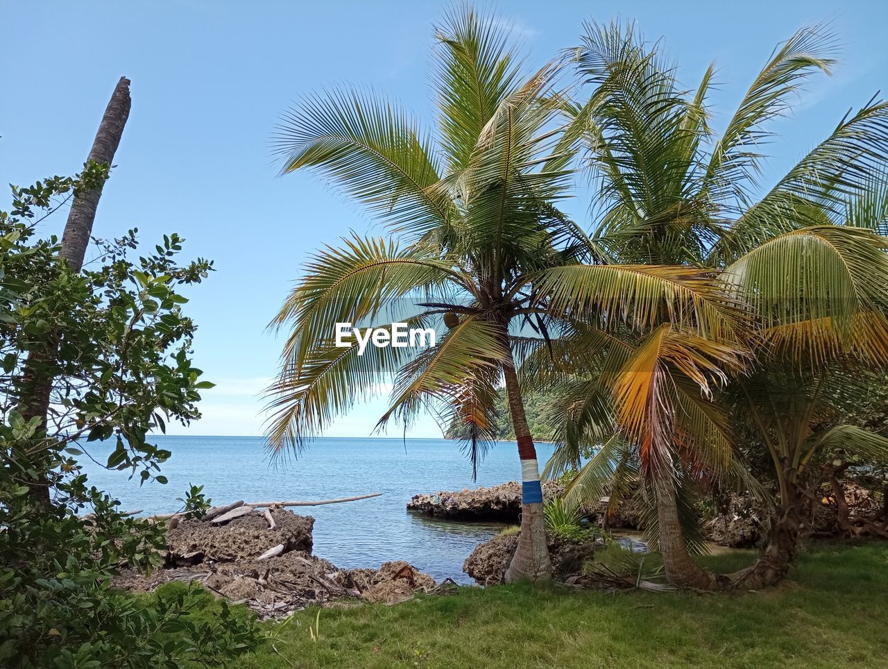 tree, plant, tropical climate, palm tree, water, sky, nature, sea, land, beauty in nature, beach, scenics - nature, tropics, tranquility, vacation, no people, travel destinations, growth, tranquil scene, idyllic, day, travel, coconut palm tree, coast, blue, environment, clear sky, outdoors, trip, holiday, tropical tree, green, sunlight, island, horizon over water, tourism, landscape, leaf, sunny, non-urban scene, horizon