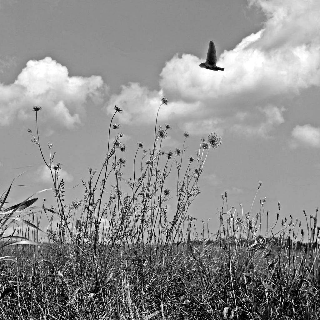 Scenic view of bird flying over plants in field against sky