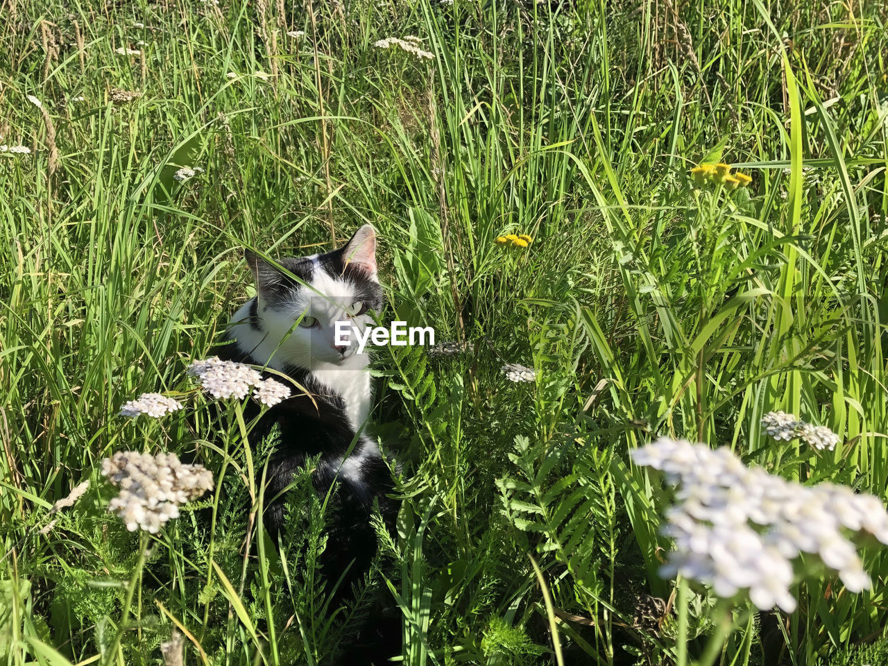 grass, plant, flower, animal, meadow, animal themes, green, nature, growth, field, mammal, one animal, no people, land, day, lawn, domestic animals, wildlife, pet, flowering plant, cat, feline, high angle view, natural environment, beauty in nature, outdoors, domestic cat, white, wildflower, prairie