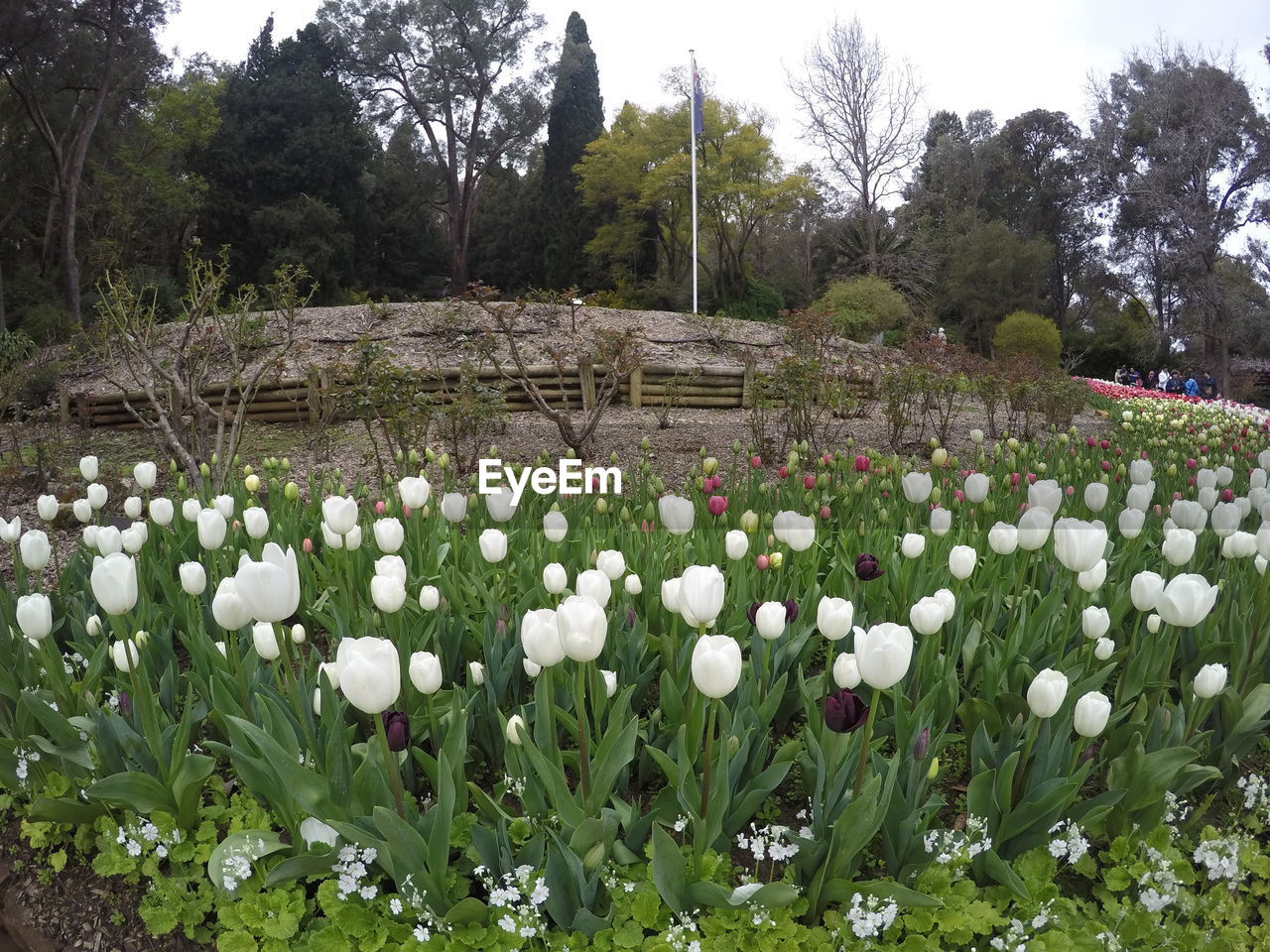 WHITE FLOWERS BLOOMING ON FIELD