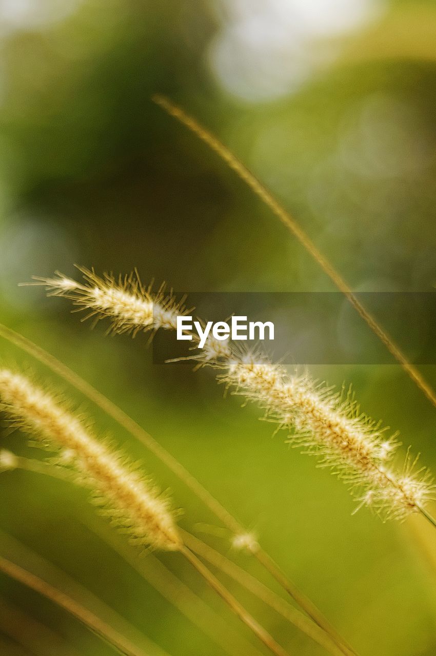 Close-up of plant against blurred background