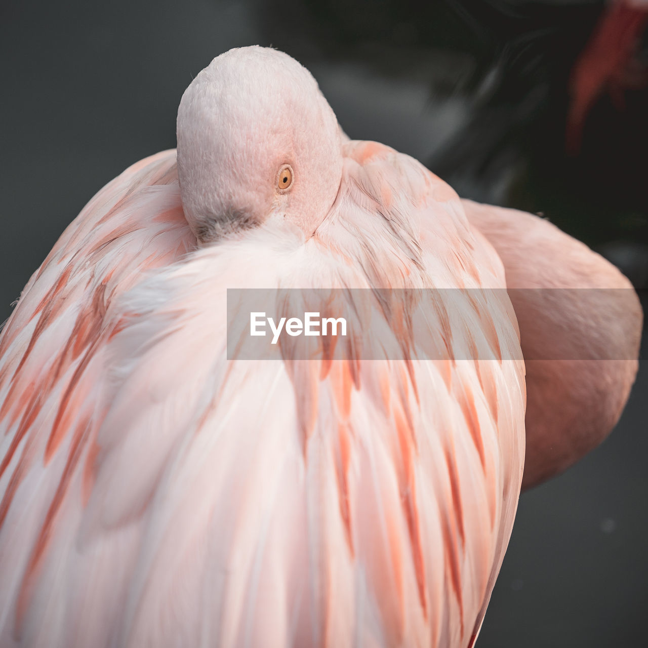 Close-up of flamingo