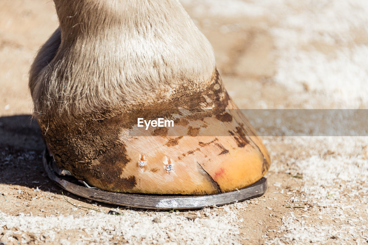 Close-up of a horse hoof with a horseshoe, after trimming and shaping by farrier. copper nails.